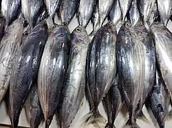 Skipjack Tuna Fish